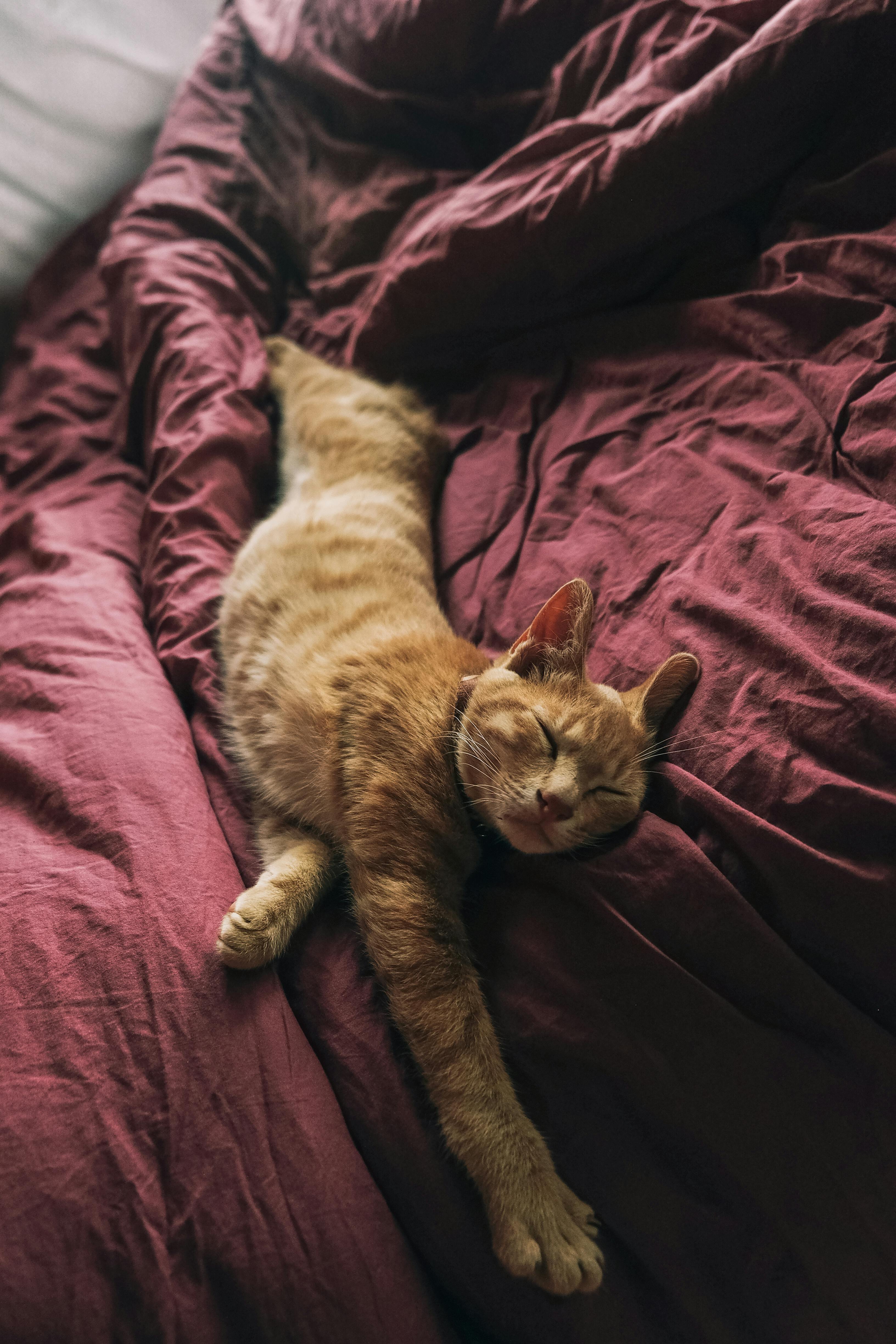 orange cat sleeping on a red bed