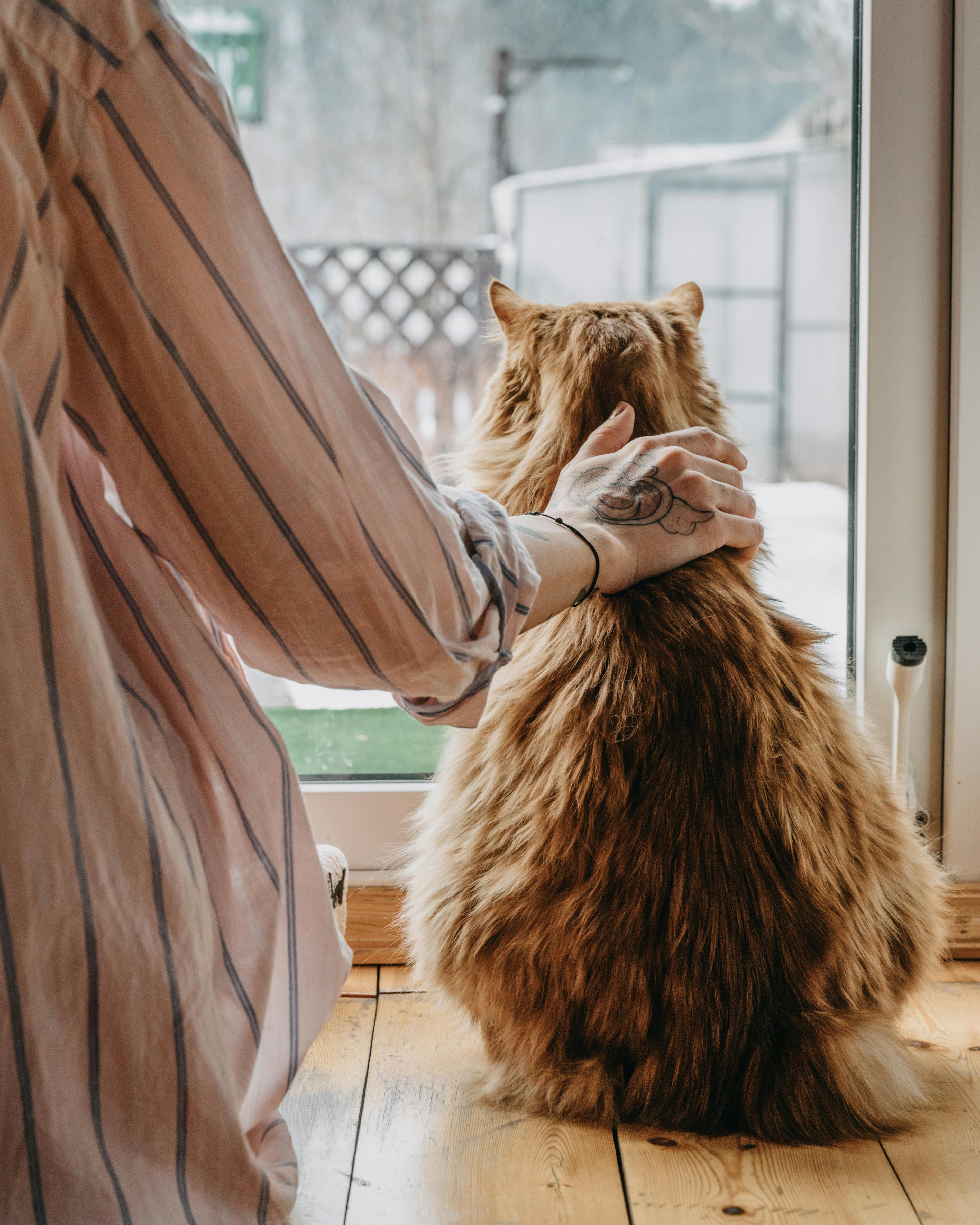 orange cat being pet by a girl in a pink striped shirt