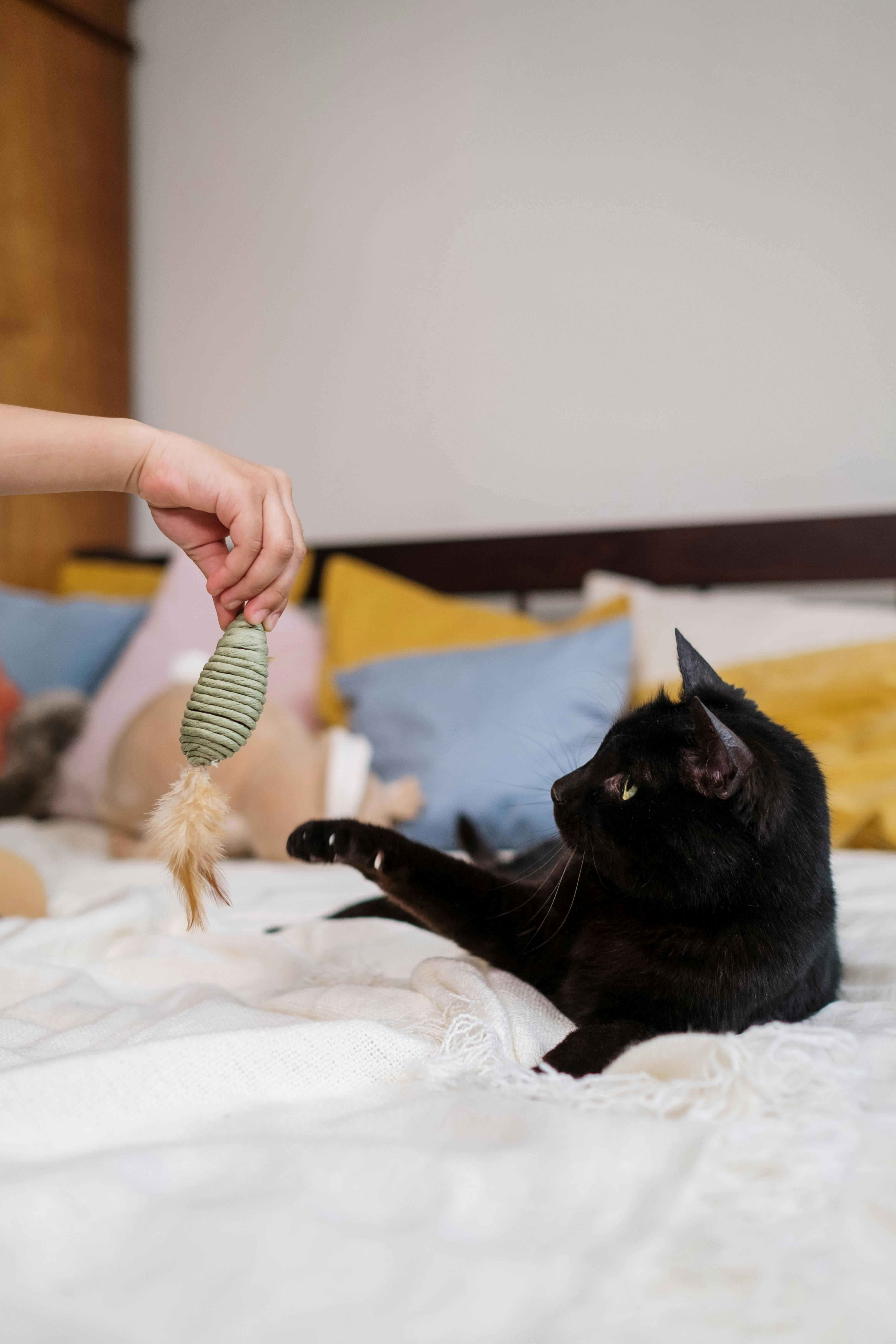 black cat playing with a toy on a bed